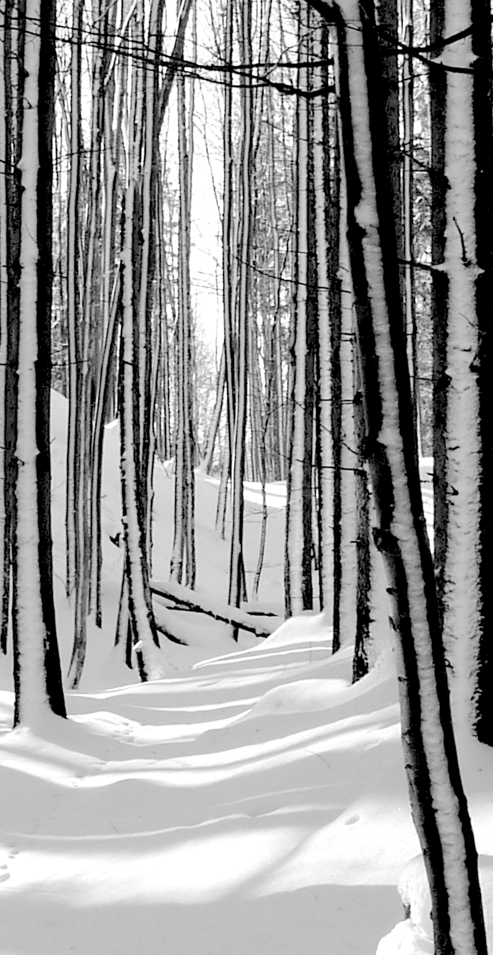 ALLGAU-NEIGE-FEVRIER-2012-424